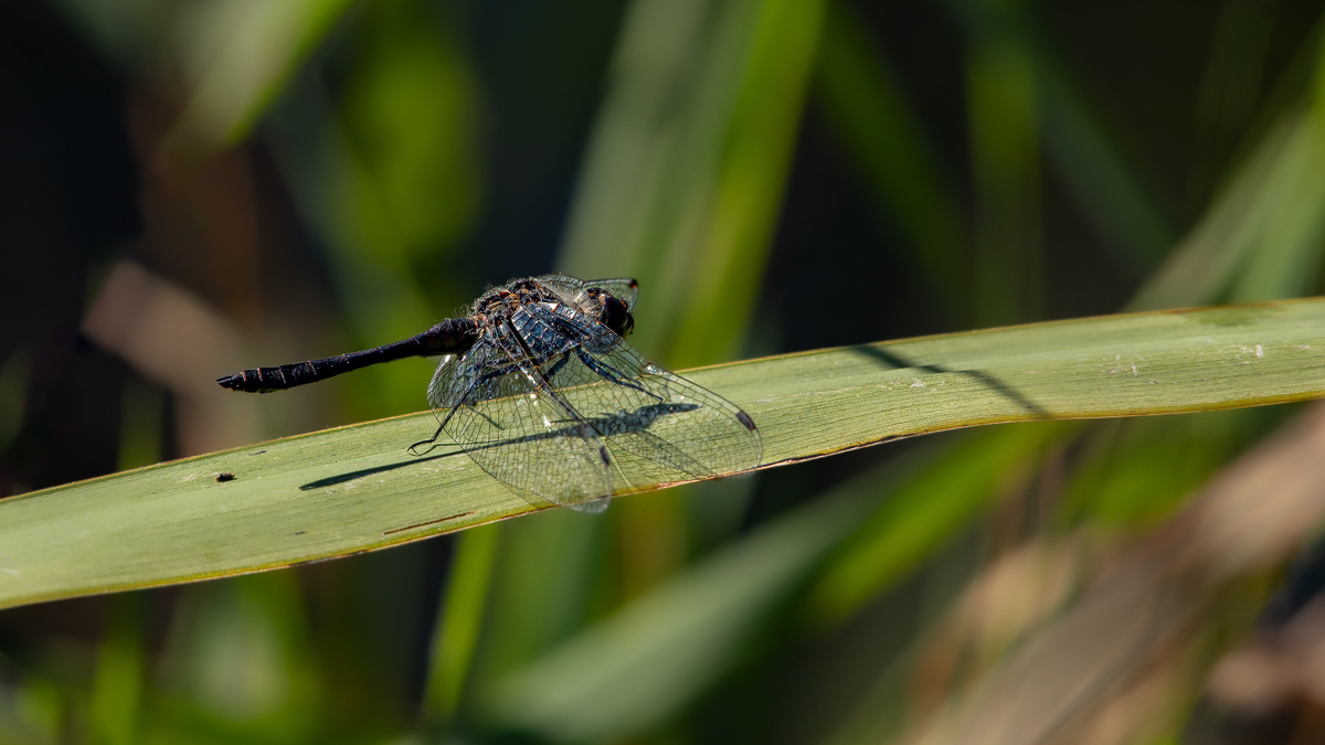 Schwarze Heidelibelle Sympetrum danae 3 2023.jpg