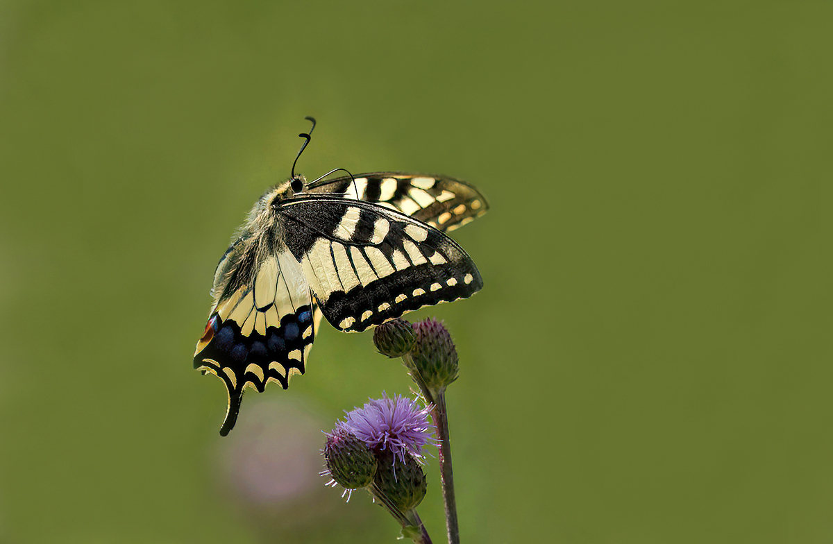 P7061297NP1.jpg