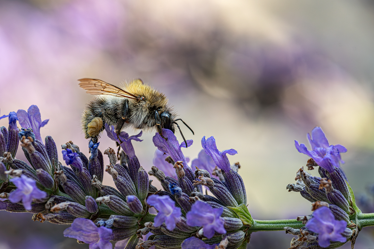 Hummel 2a 2023.jpg