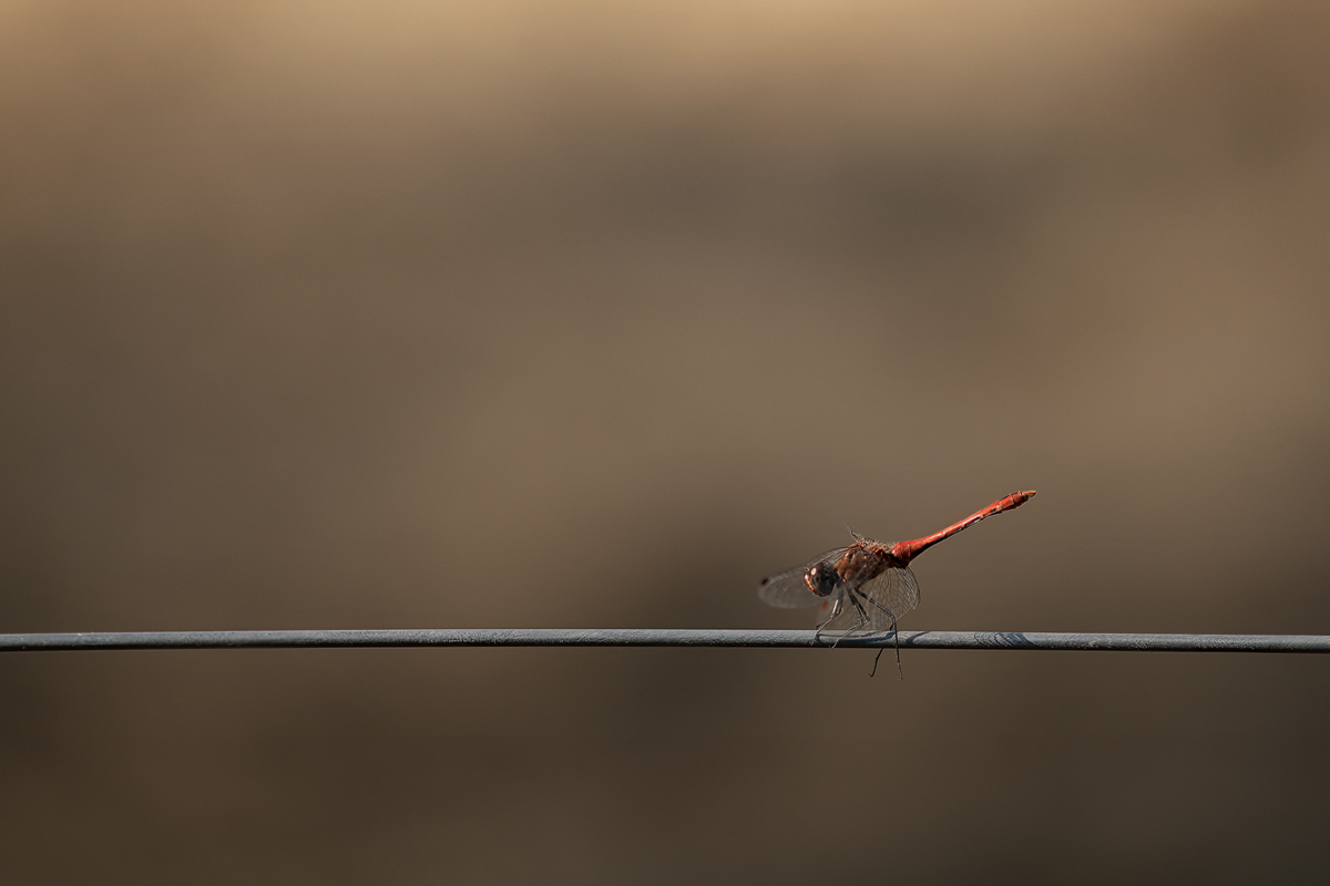 20230909-154822-001-(HL)-BMatingen-Ochsenweide-Blutrote-Heidelibelle-(Sympetrum-sanguineum)-männlich-Var1.jpg