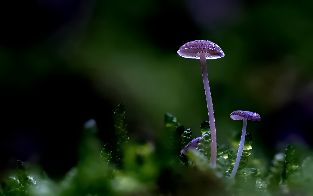P1120378A8c.jpg