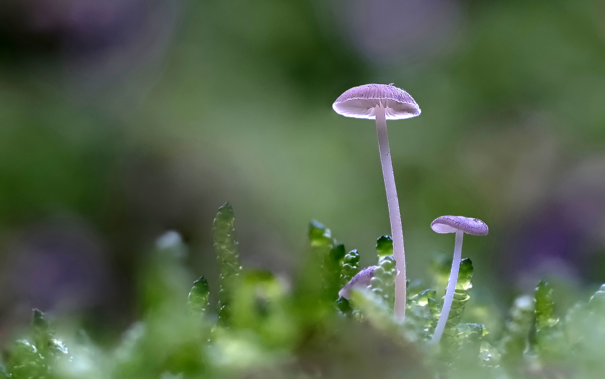 P1120378A8b.jpg