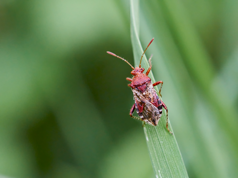 Hellbraune Glasflügelwanze Rhopalus subrufus) 1.jpg
