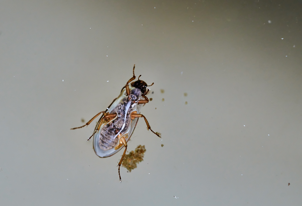 Schwimmkäfer 5.jpg