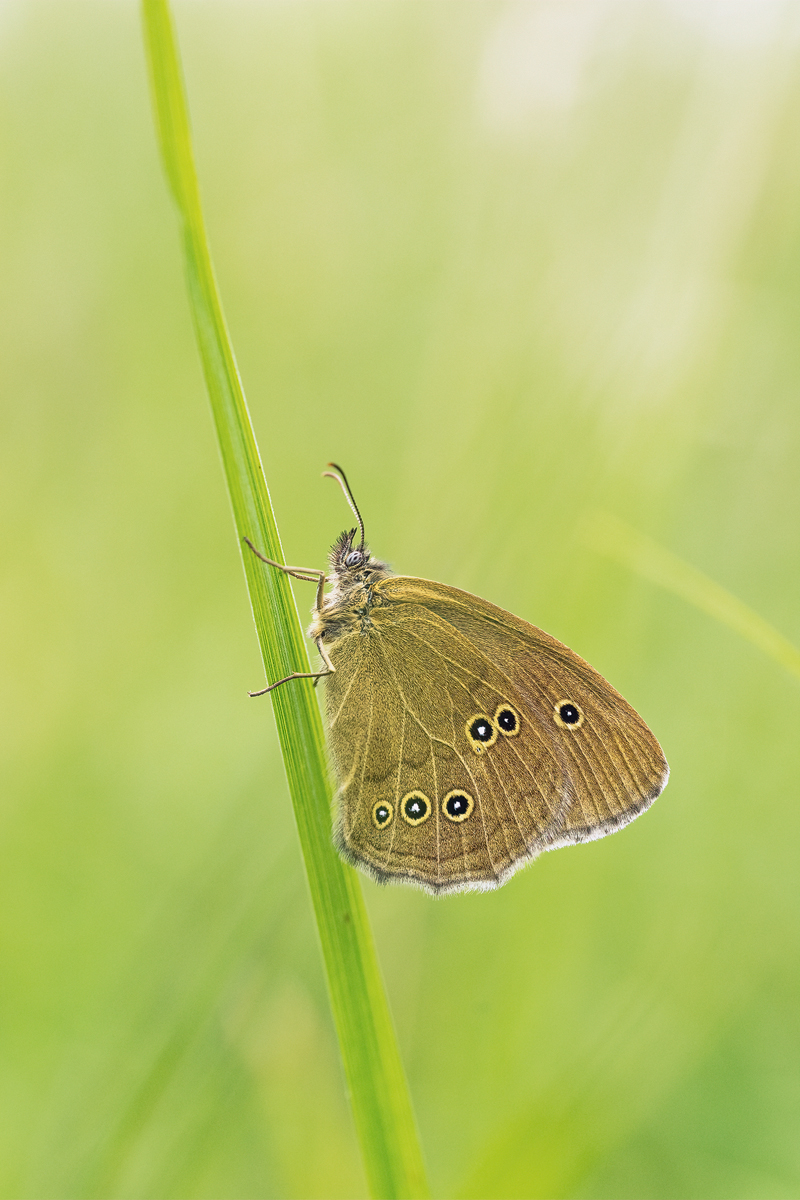 20170623-175458-Braune-Waldvogel - Schornsteinfeger - Aphantopus-hyperantus.jpg