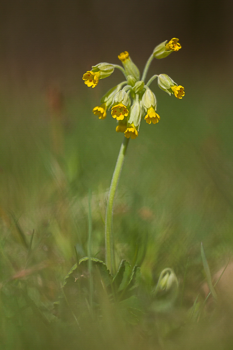 20180506-Schlüsselblume (Primula veris)_180506_ IMG_3539.jpg