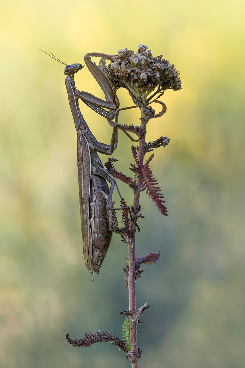 mantis religiosa_bearbeitet-1 - Kopie.jpg