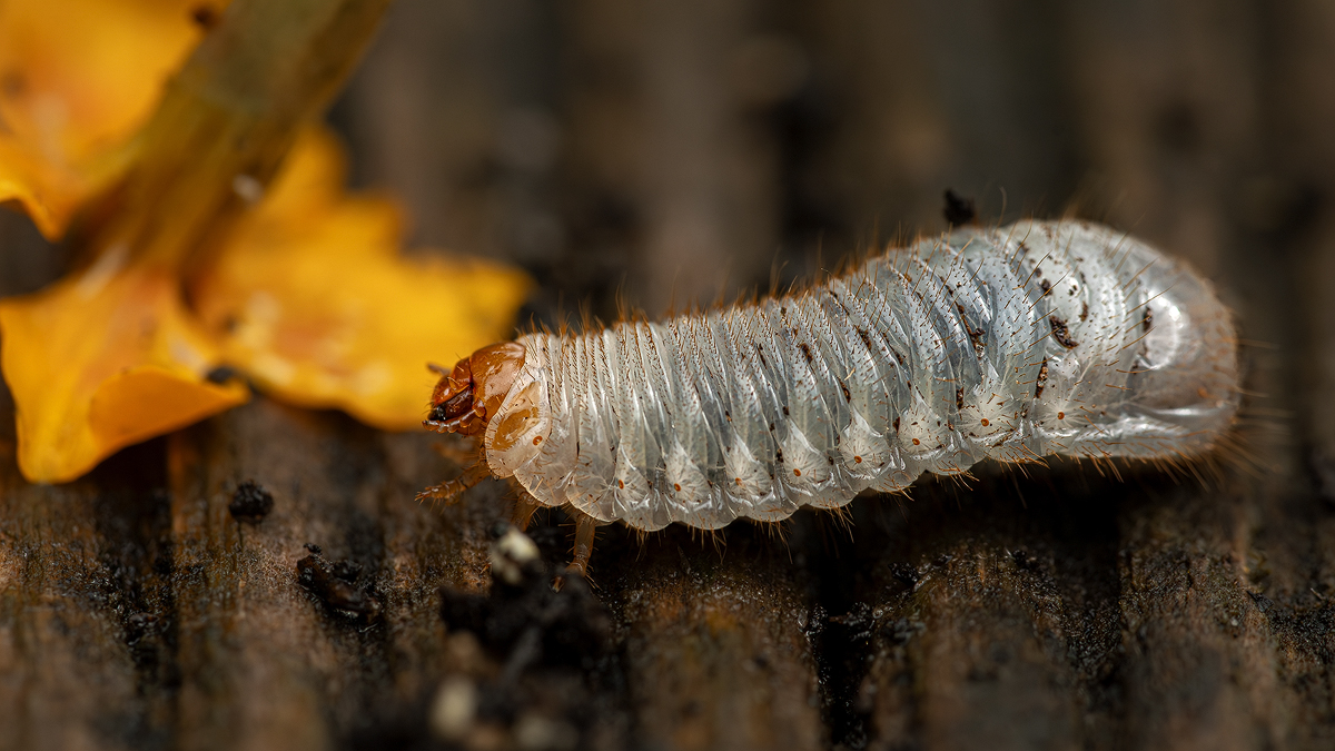 Engerling 1a 2023.jpg