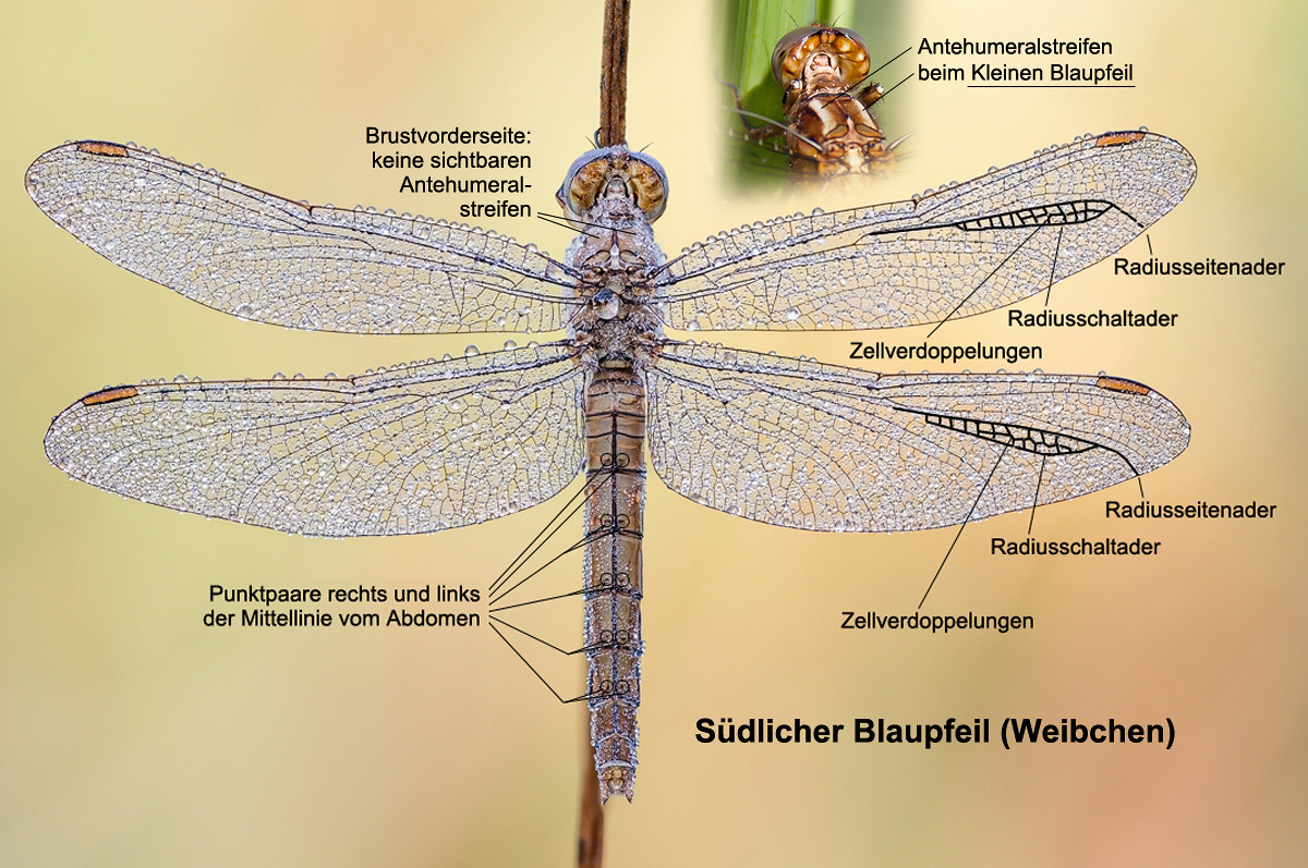 Orthetrum_brunneum_f_Merkmale.jpg