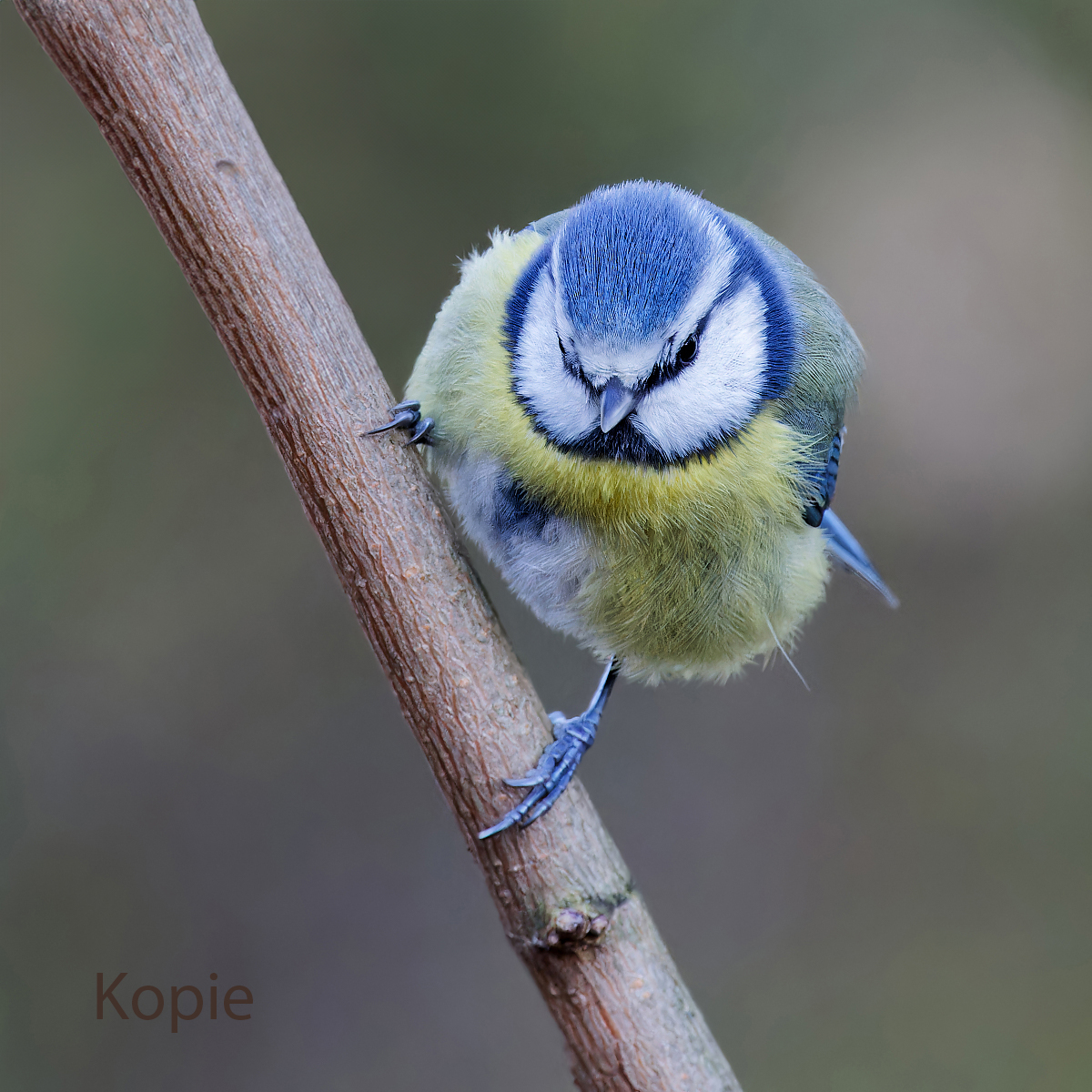 Blaumeise-Steffen-Kopie.jpg