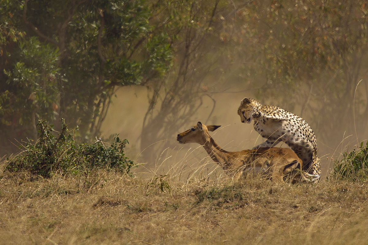 image__Matthias_Delle_gepard_gepardin_big-cat-kill_big-cat_raubkatze_jagd_jagdszene_kill_acinonyx-jubatus_raubtier_katze_katzenartig_kleinkatze_cheetah.jpg