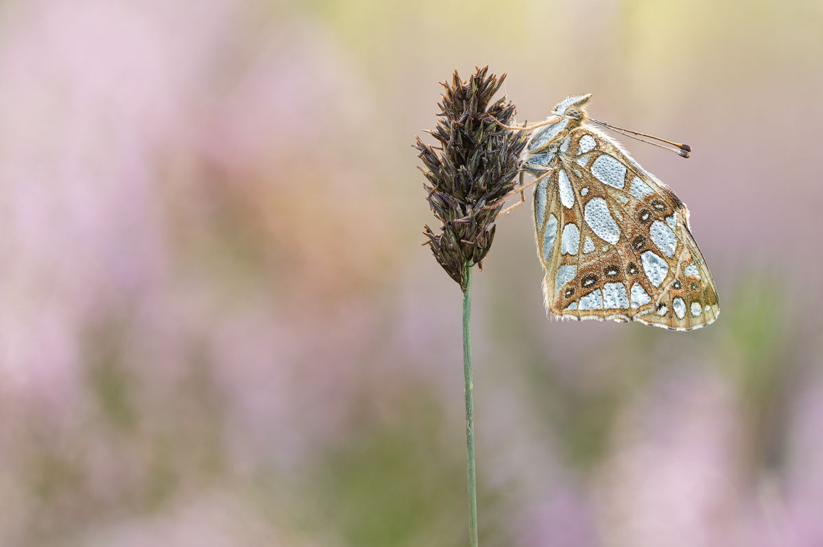 2023-09-03 18-42-54 (B,R8,S4) 25er stack Moor Perli web.jpg