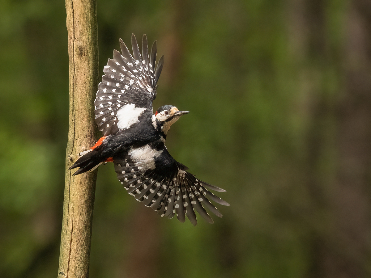 Buntspecht-Abflug.jpg