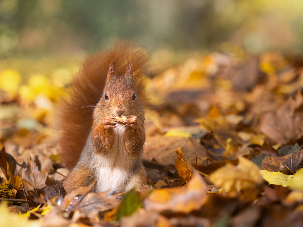 Eichhörnchen-rot.jpg
