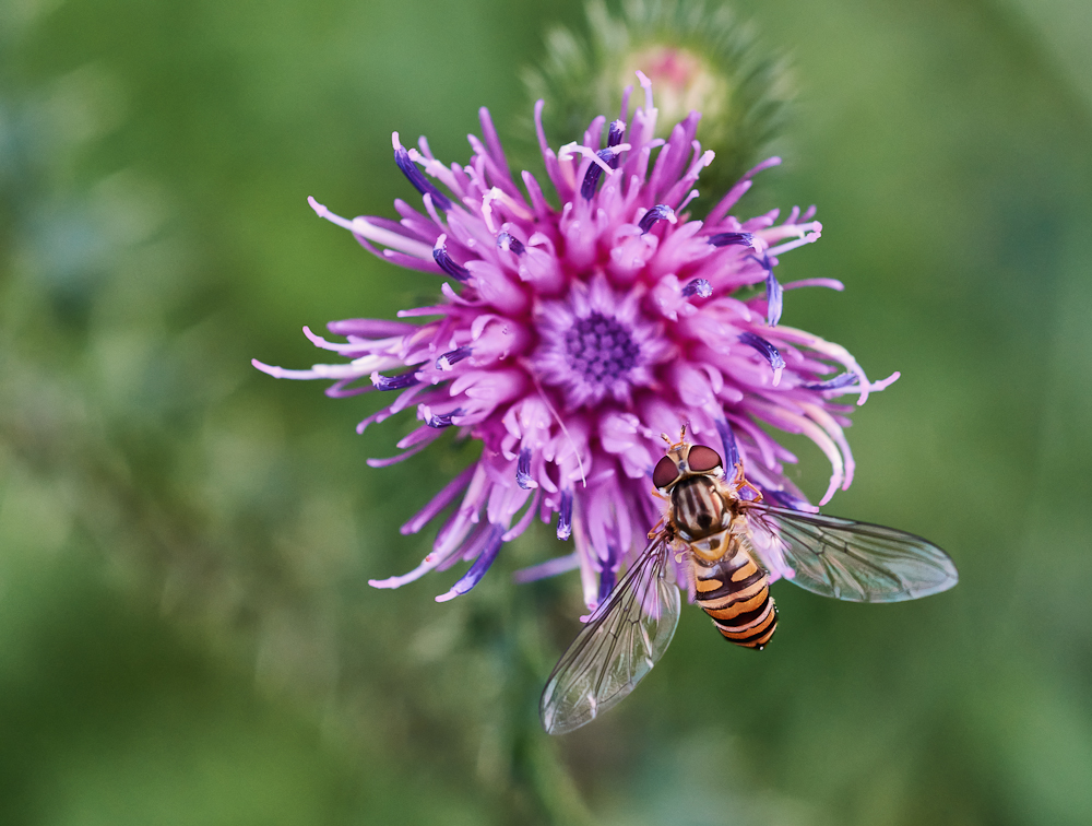 Hainschwebfliege 2.jpg