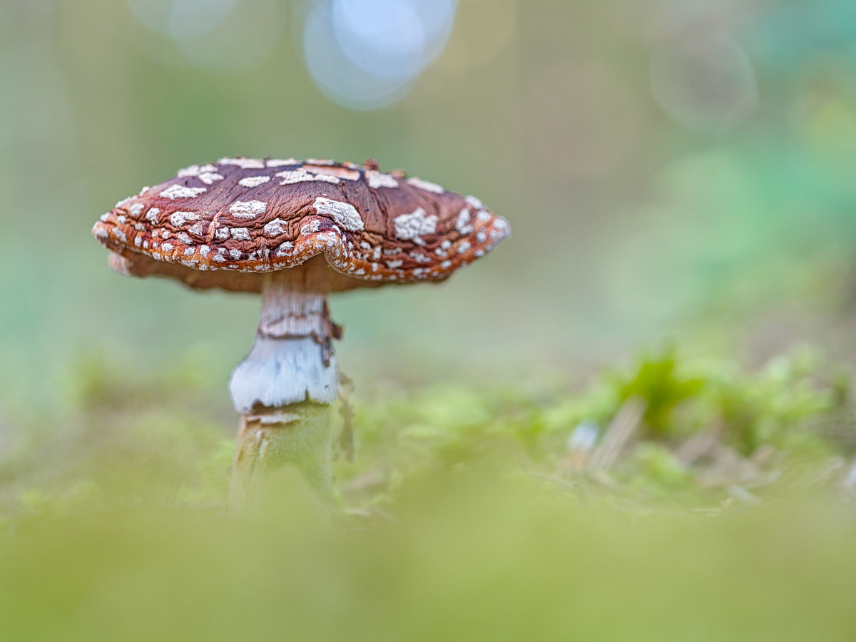 2023_12_09_Fliegenpilz.jpg