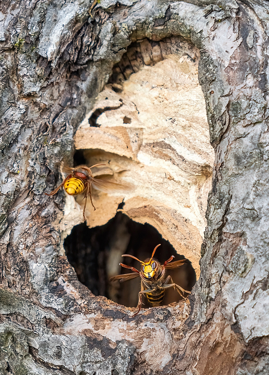nest01.jpg