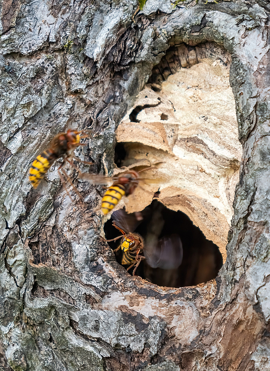 nest02-2.jpg