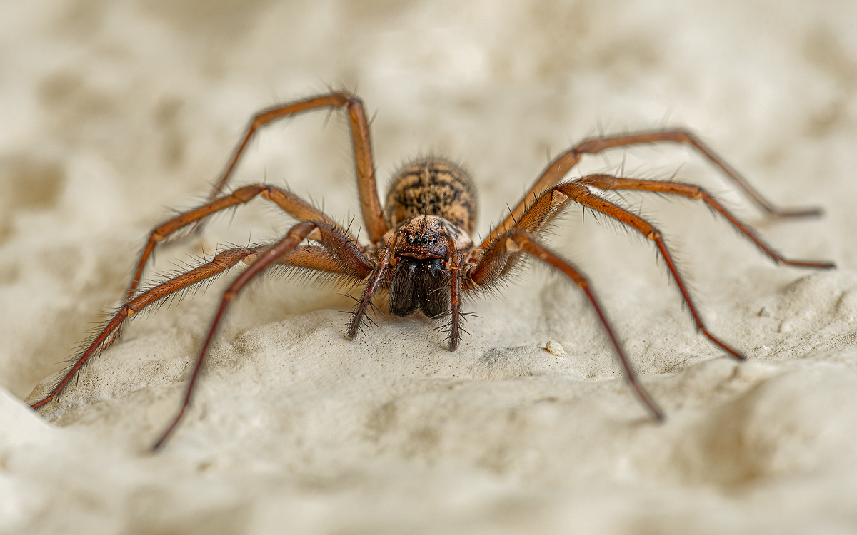 Hauswinkelspinne Tegearia atrica 10a 2023.jpg