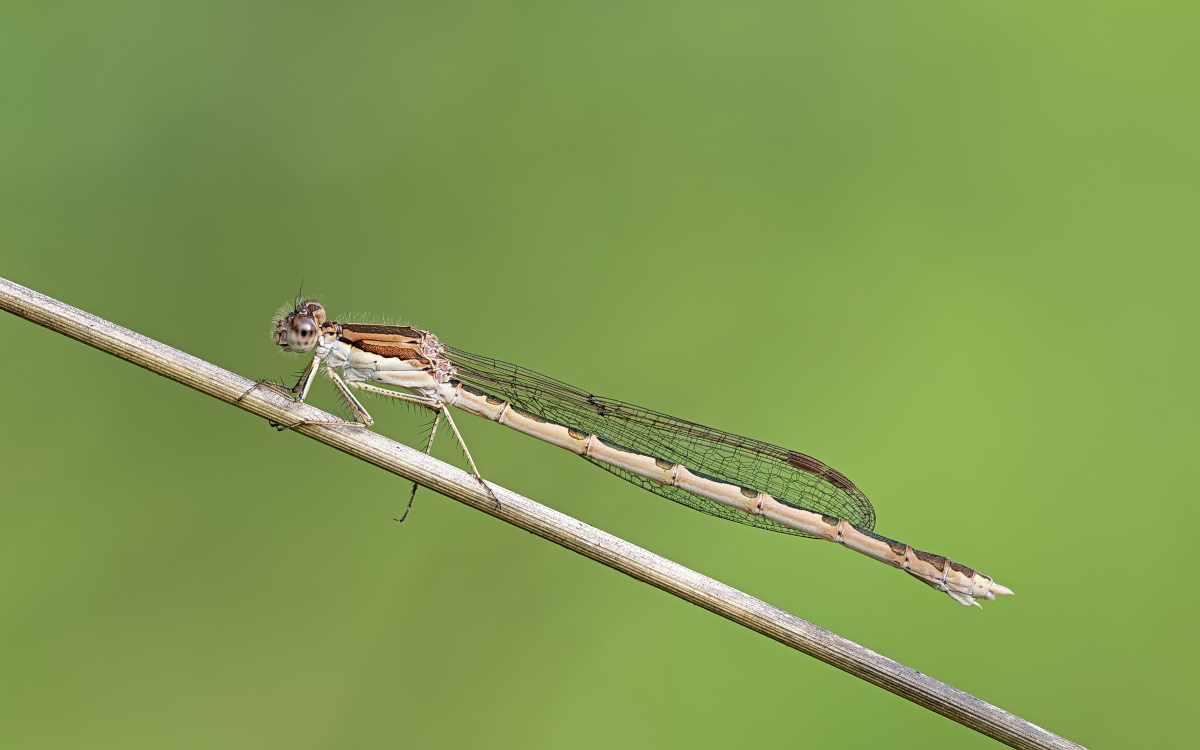Sympecma fusca 01 Gemeine Winterlibelle.jpg