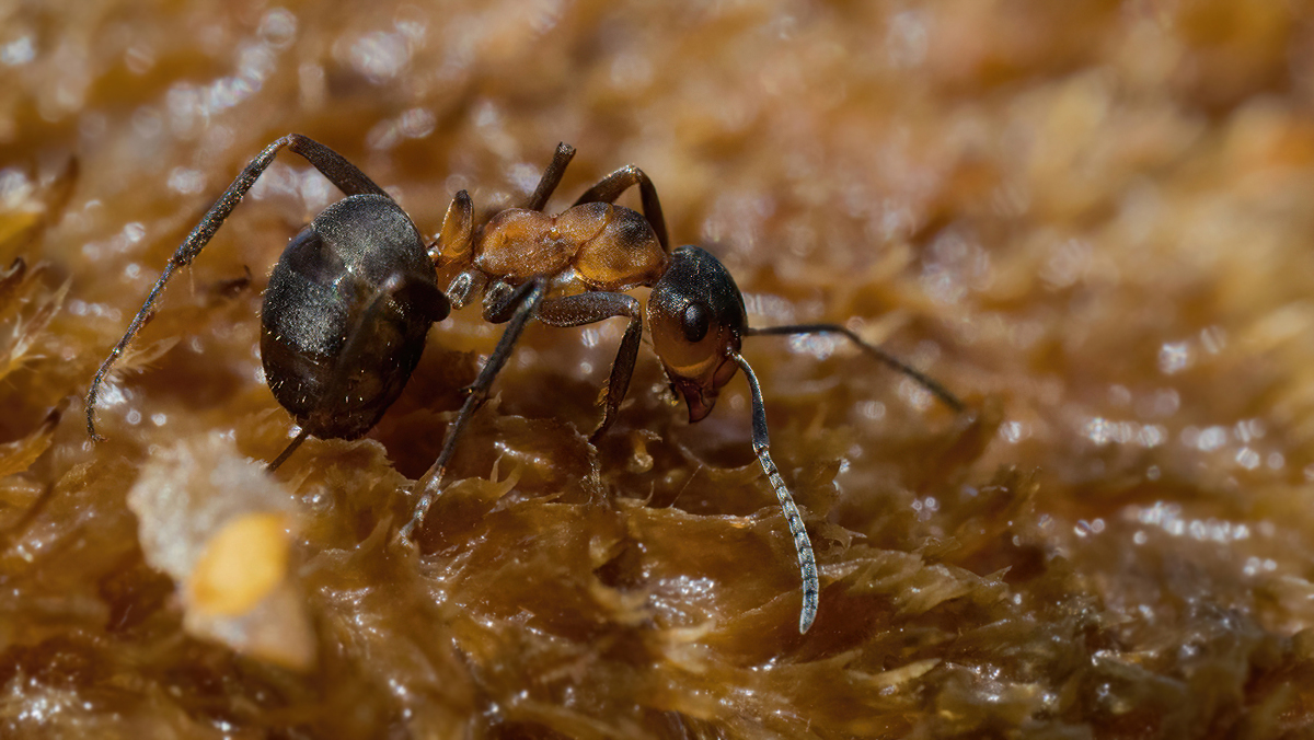 P8170104NP.jpg