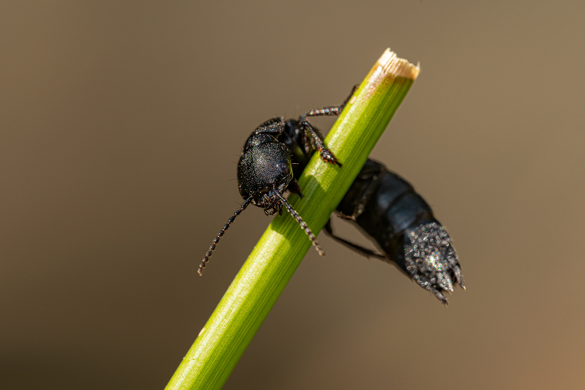 Insekt 3a 2023 2022.jpg