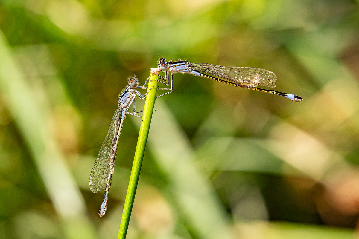 Libelle 36a 2023.jpg