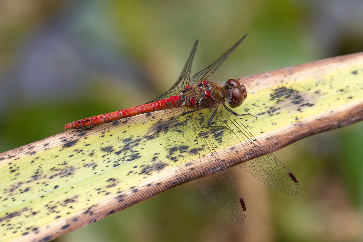 Heidelibelle (Sympetrum cf. vulgatum)_170809_IMG_0423.JPG
