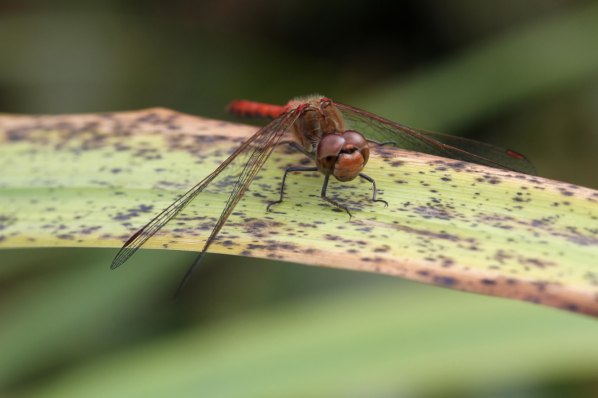 Heidelibelle (Sympetrum cf. vulgatum)_170809_IMG_0377.JPG