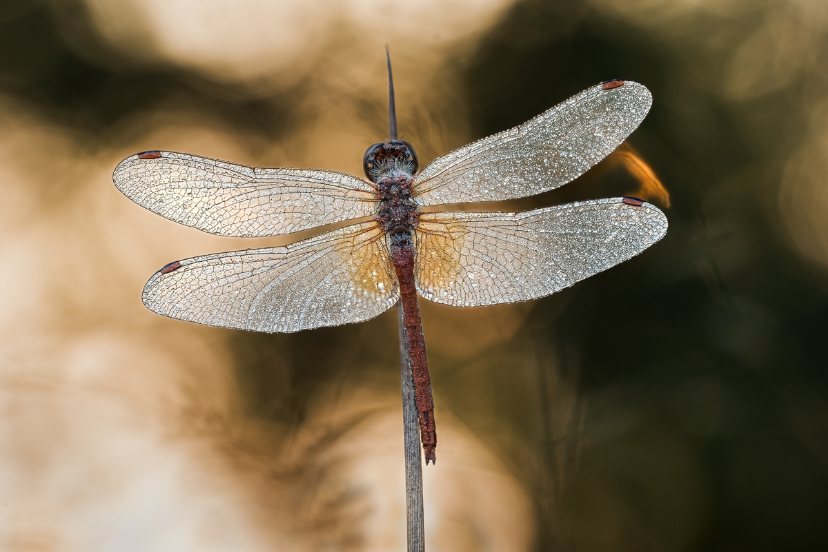 2023-12-22 20-25-56 (B,R8,S4) 20er Gefleckte Heidelibelle – Sympetrum flaveolum.jpg