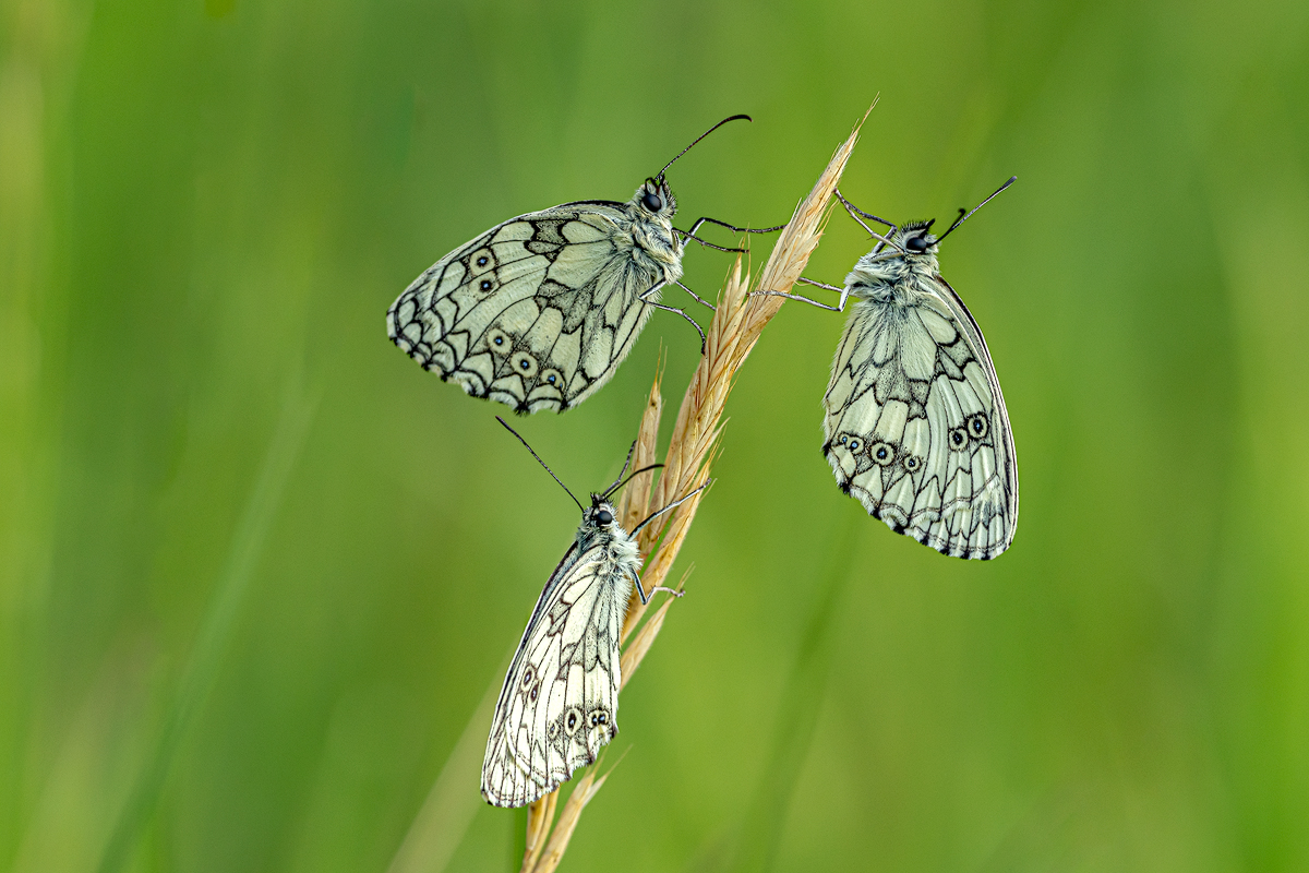 Schachbrettfalter 7a 2023.jpg
