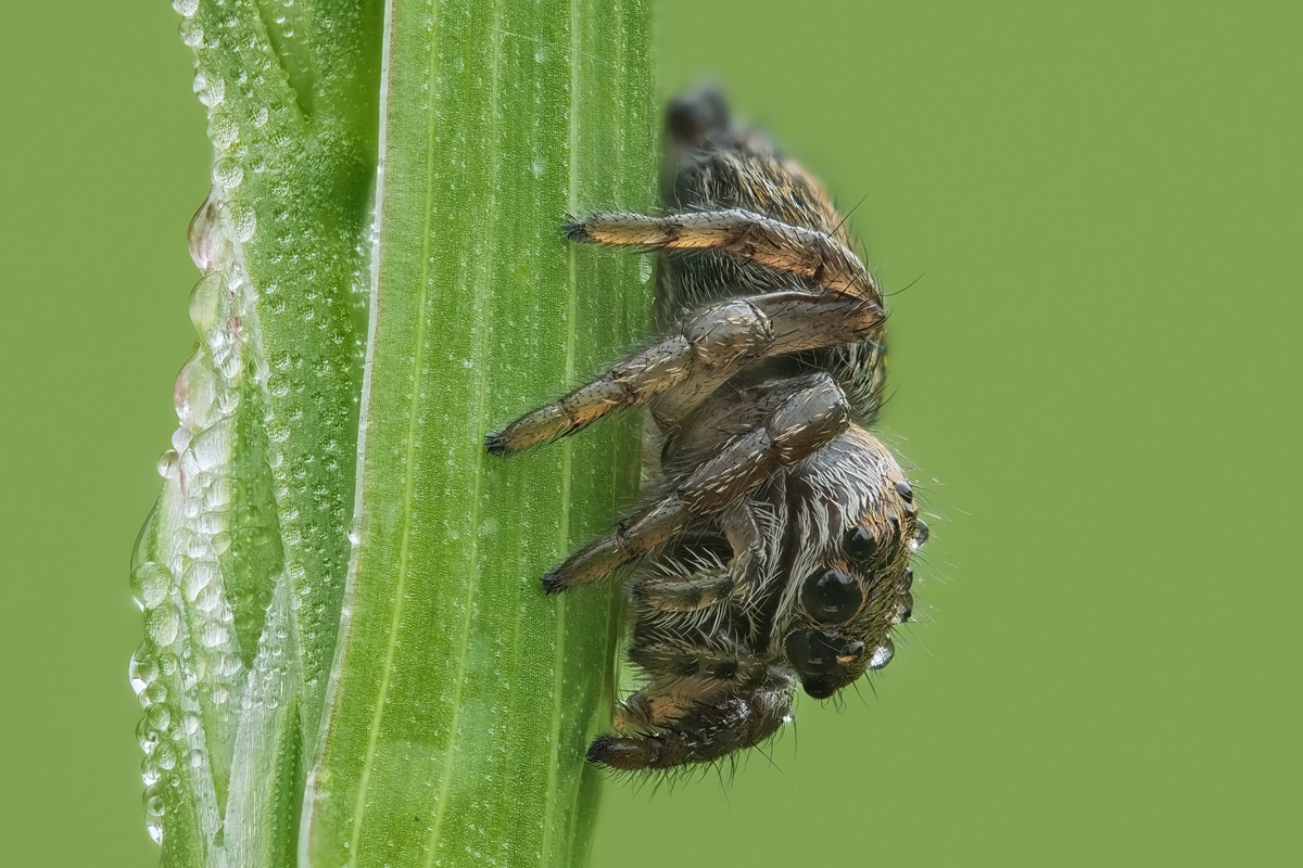 spinne-stack-752580-709.jpg