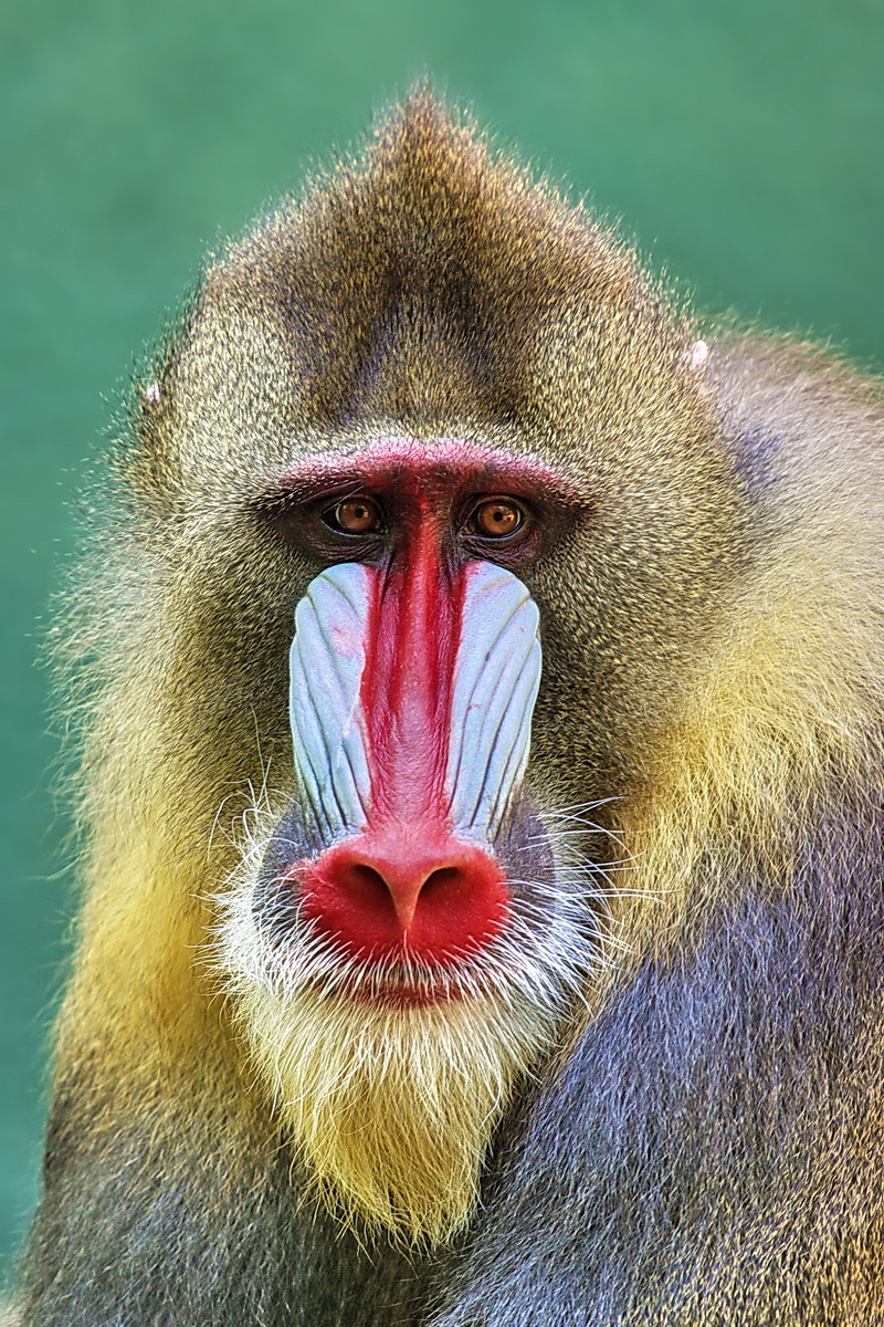 Mandrill_01.jpg