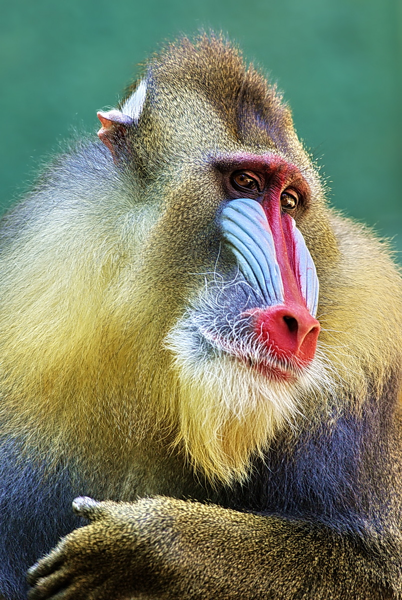 Mandrill_02.jpg