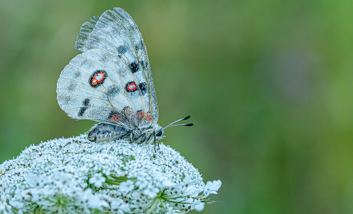 Apollo 1a 2023 2015.jpg