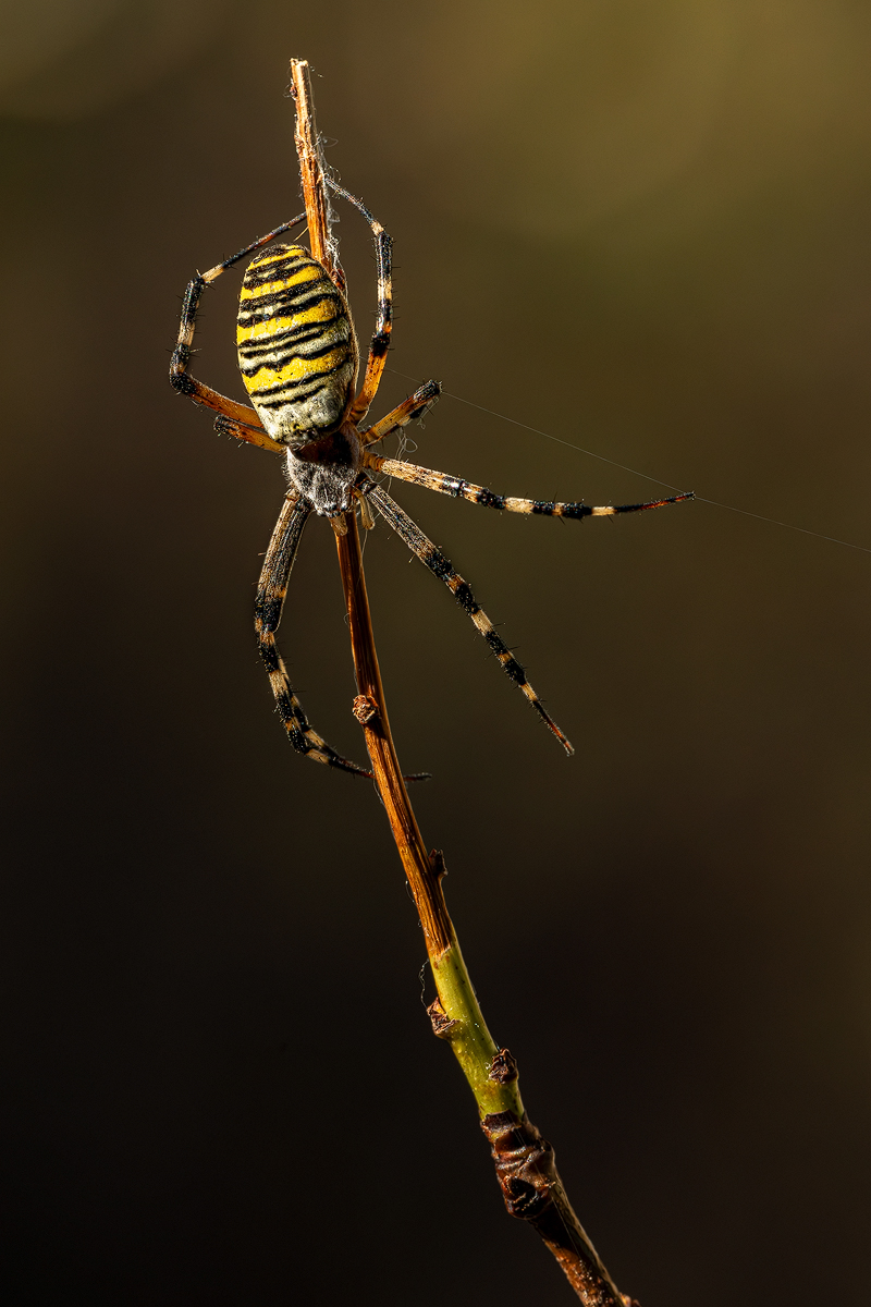 Wespenkreuzspinne 5b 2023.jpg