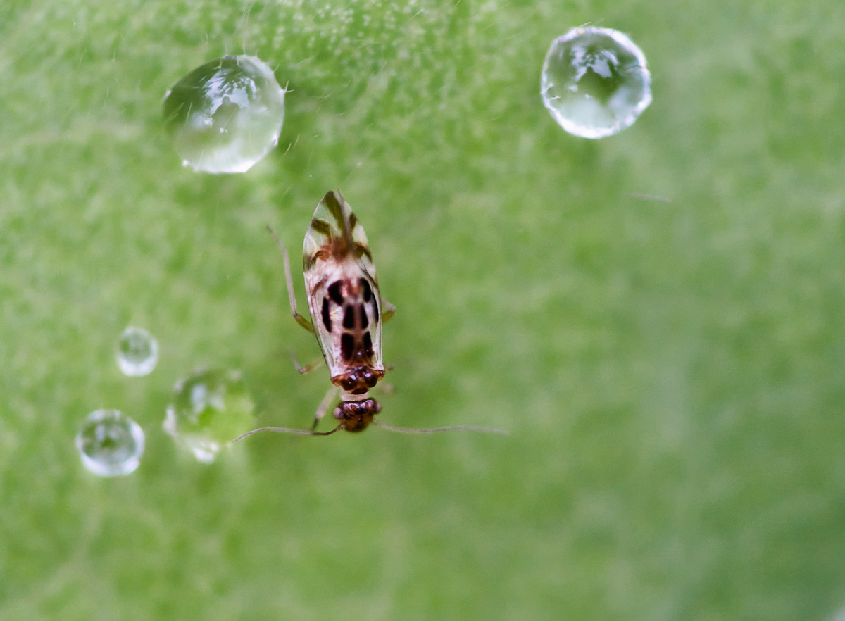 Staublaus (Graphopsocus cruciatus) 1.jpg