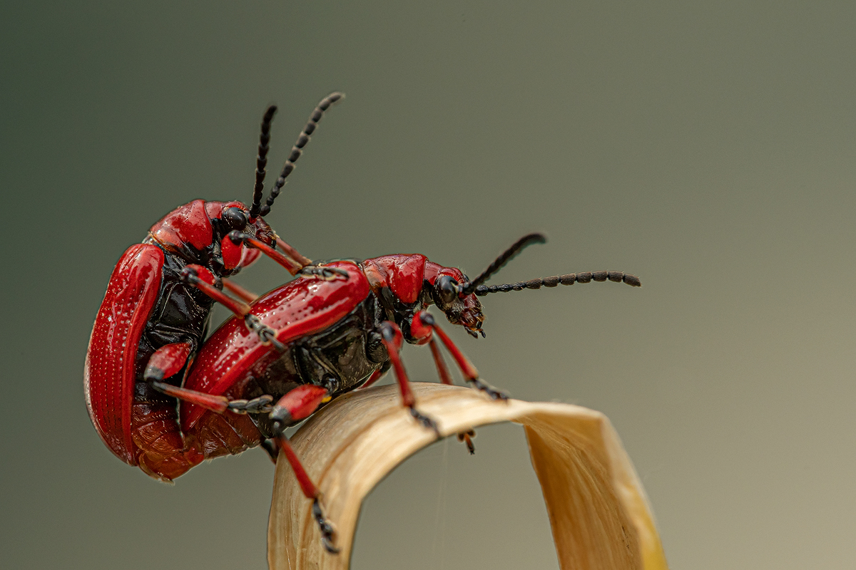 Lilienhähnchen Lilioceris lilii 6a 2023.jpg