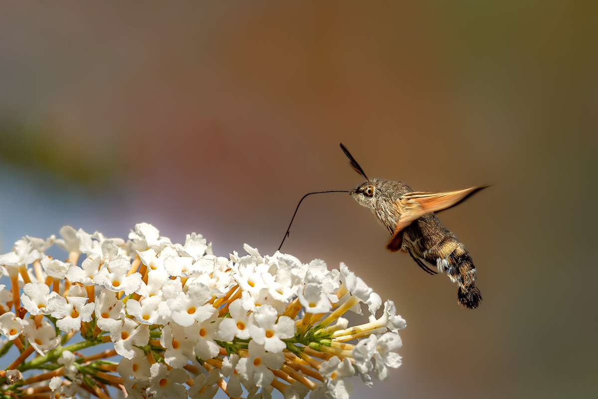 Taubenschwänzchen 38a 2023 2022.jpg