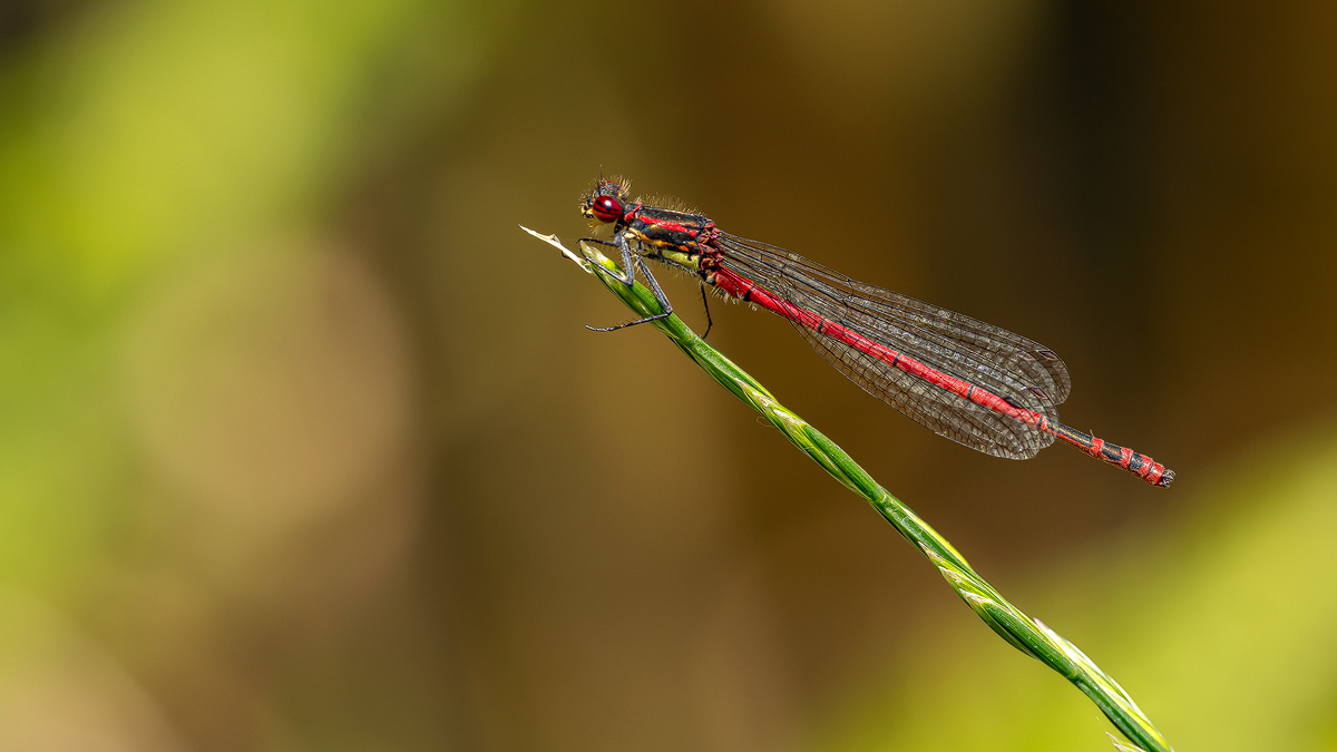 Frühe Adonislibelle 23a 2023.jpg
