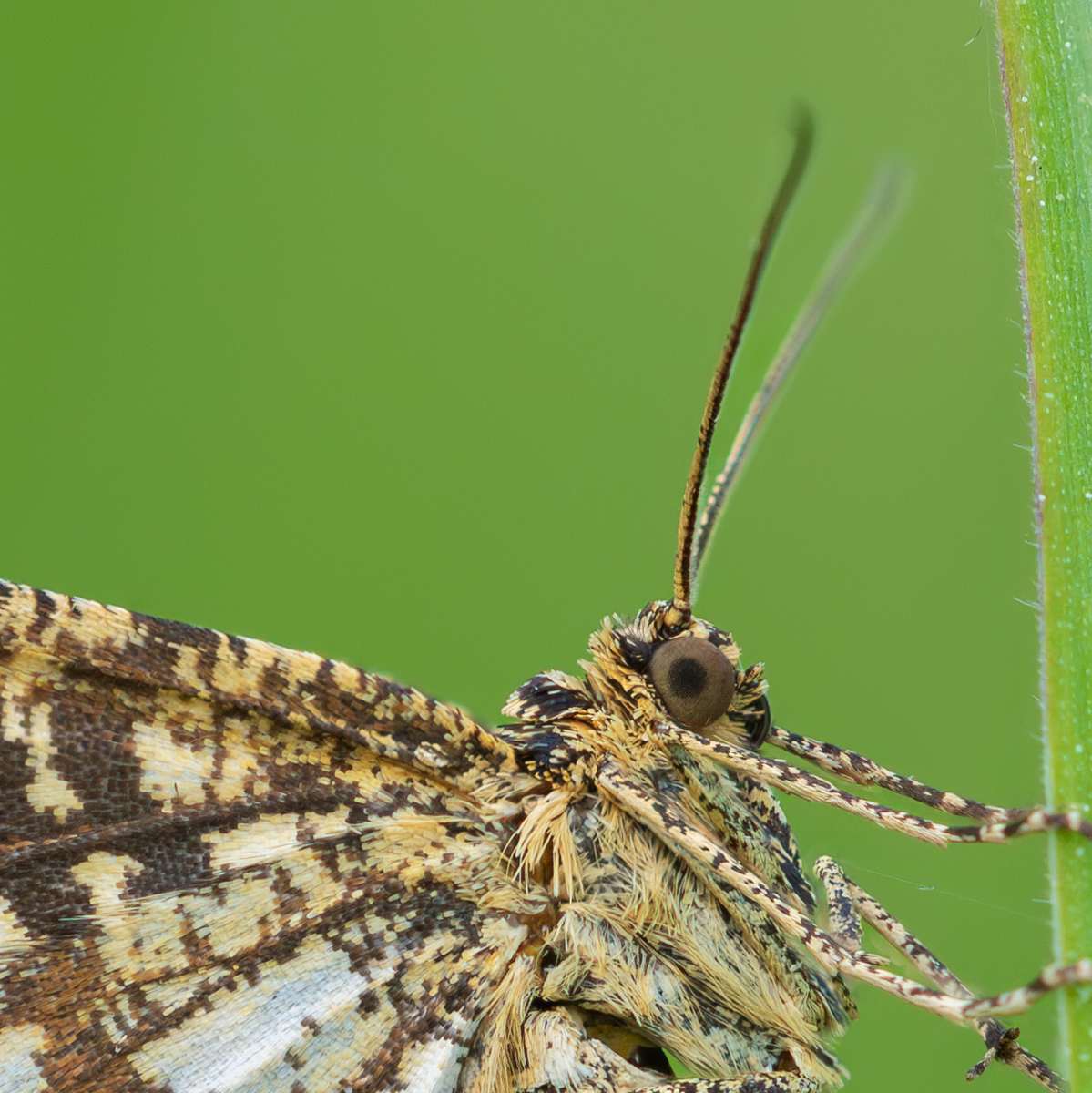 2024-02-11 20-40-21 (B,R8,S4).c.detail Kopie.jpg