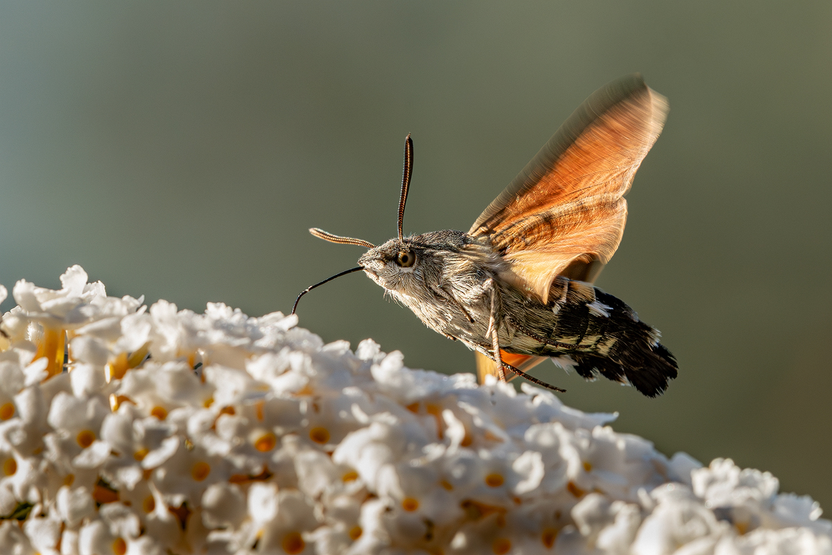 Taubenschwänzchen 36b 2023.jpg