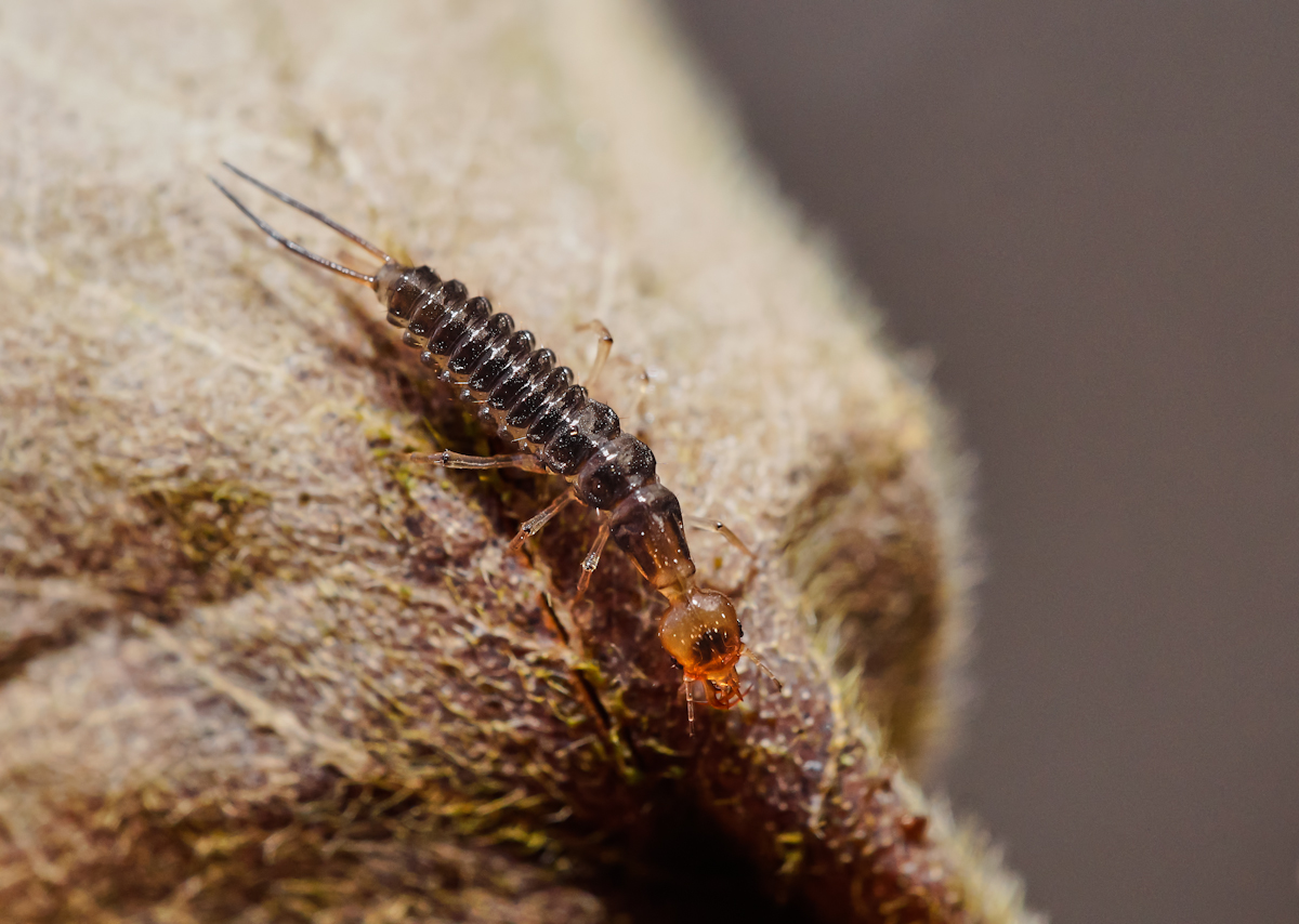 Laufkäfer Larve 2.jpg