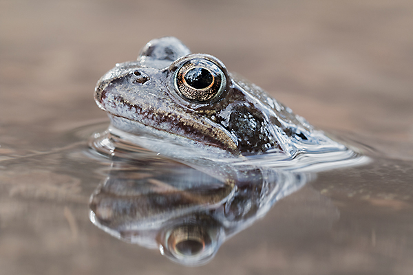Grasfrosch.jpg
