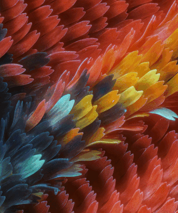 Anim_350px.gif