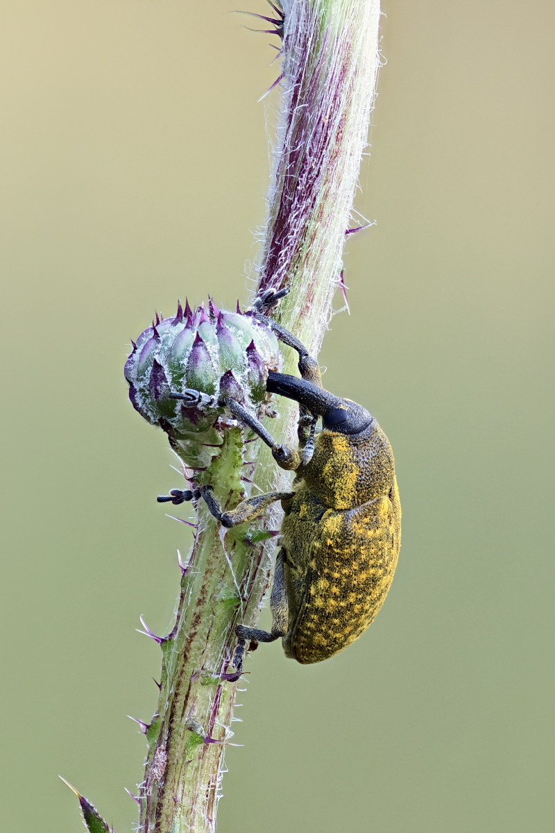 Larinus sp 05a.jpg