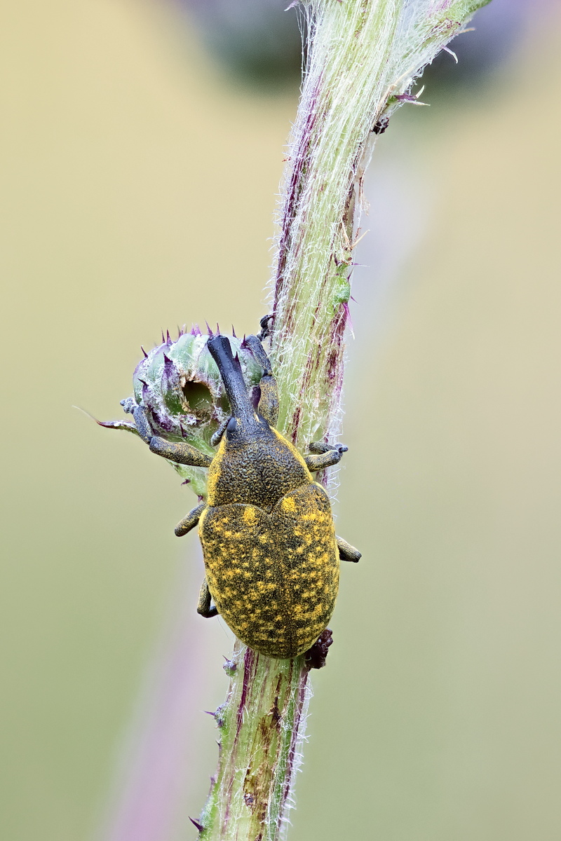 Larinus sp 05b.jpg