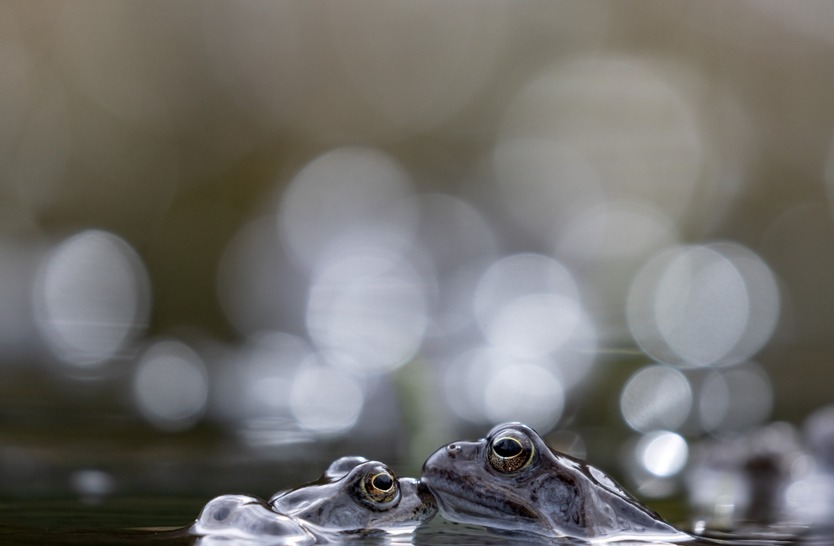 Grasfrosch Paar.jpg