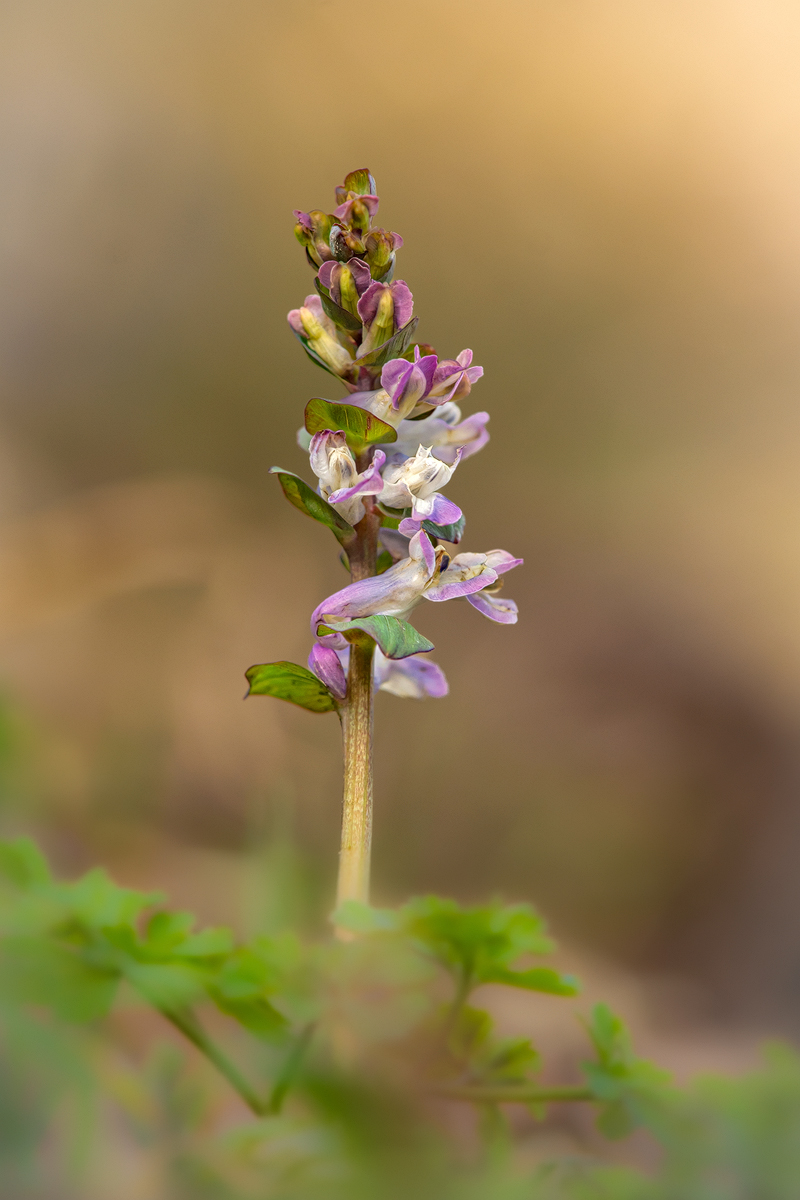 Hohler Lerchensporn 1a 2024.jpg