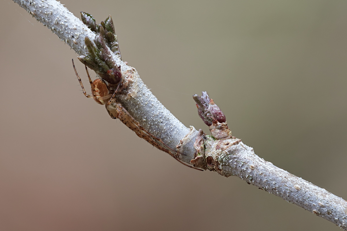 Pachygnatha sp 01b.jpg